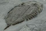 Dalmanites Trilobite Fossil - New York #308243-5